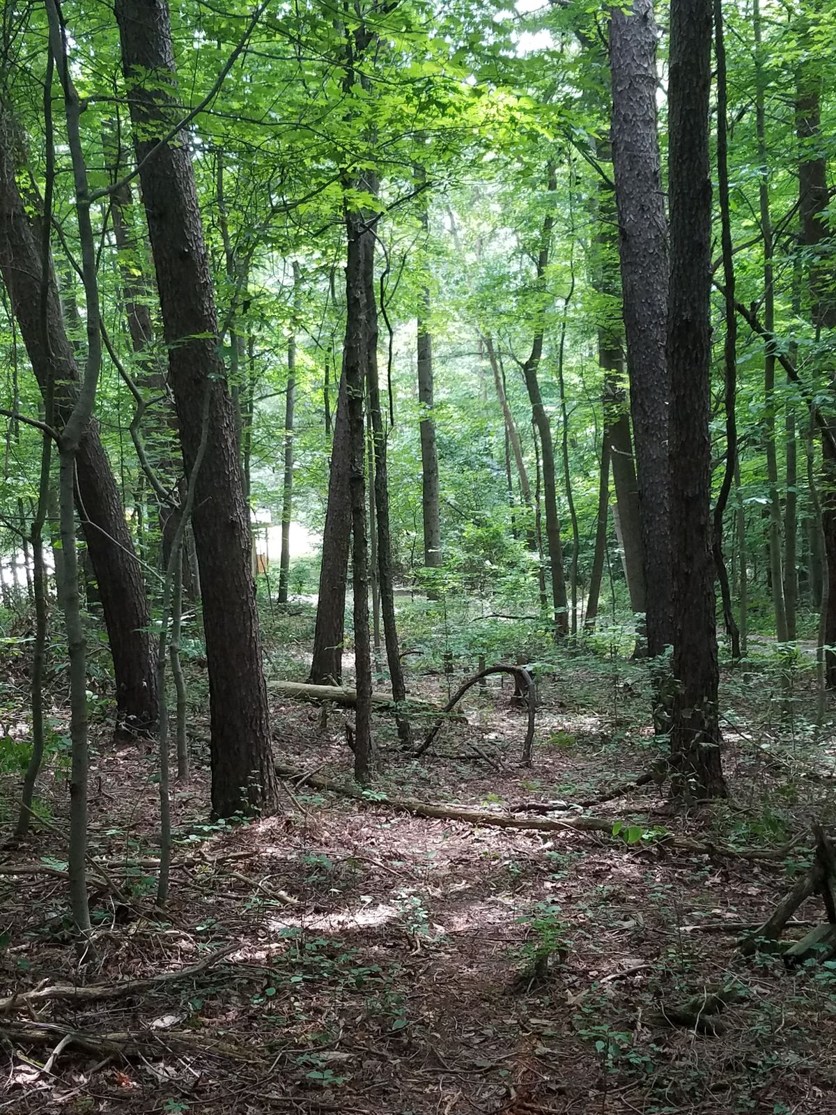 Looking from Hole #3 Tee Pad