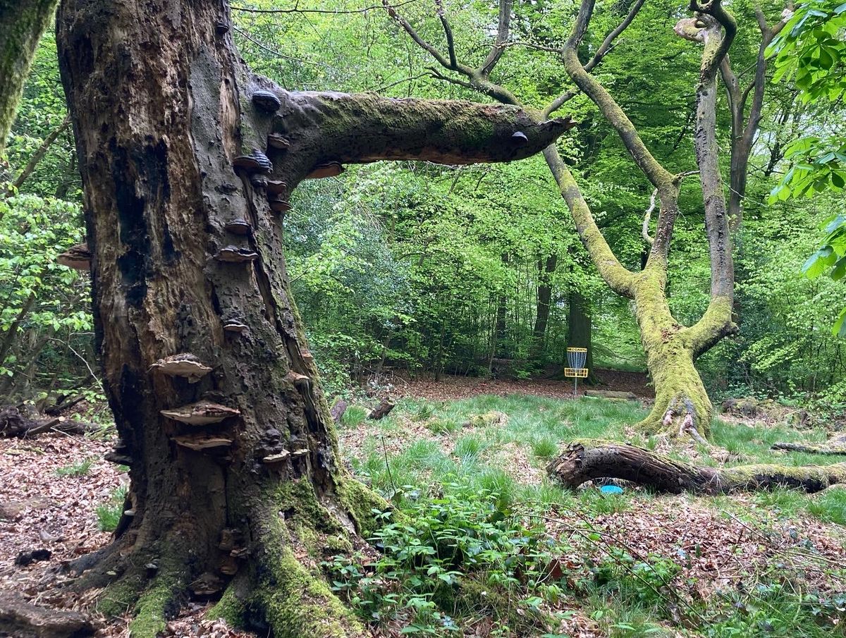 This mature woodland is a wonderful space to play disc golf. 
