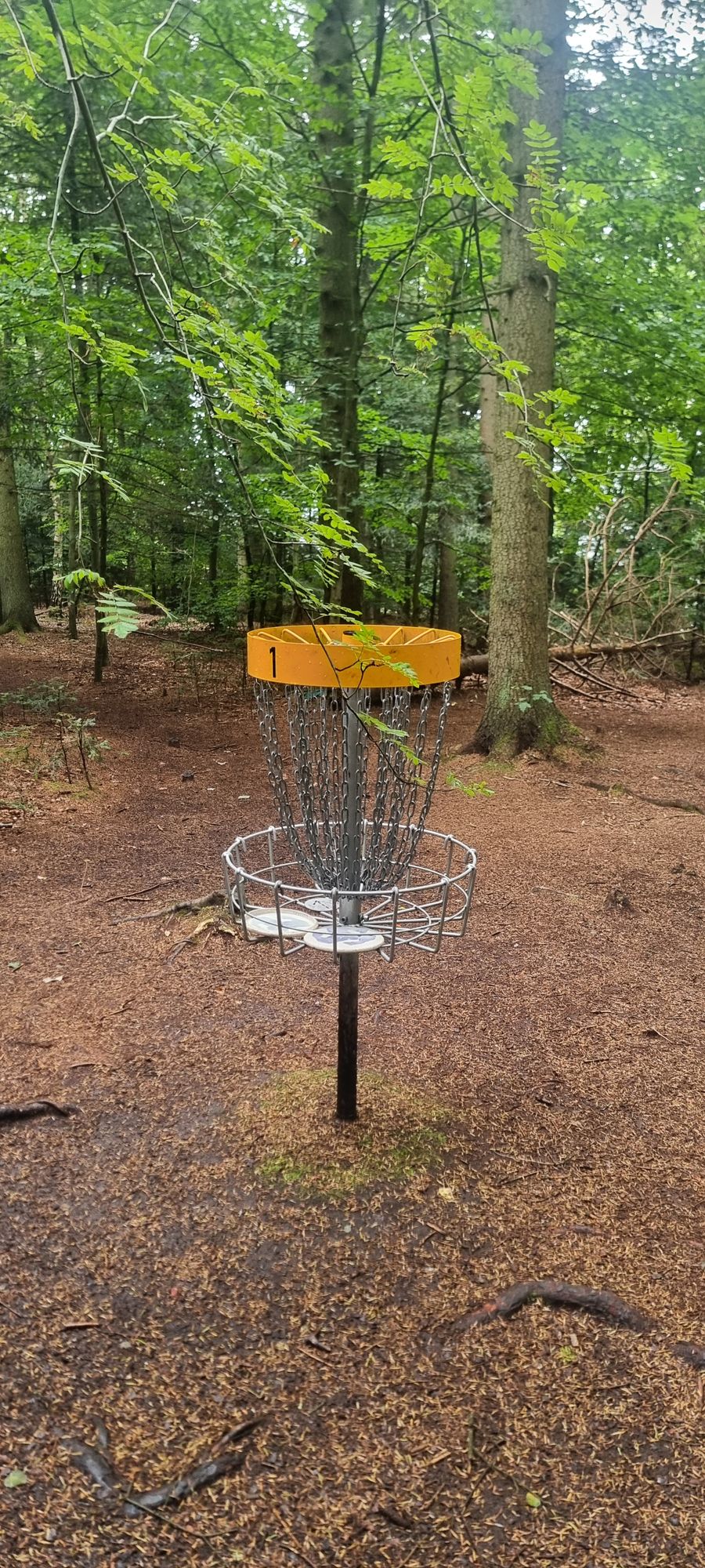 Dikembe Mutombo hole😬