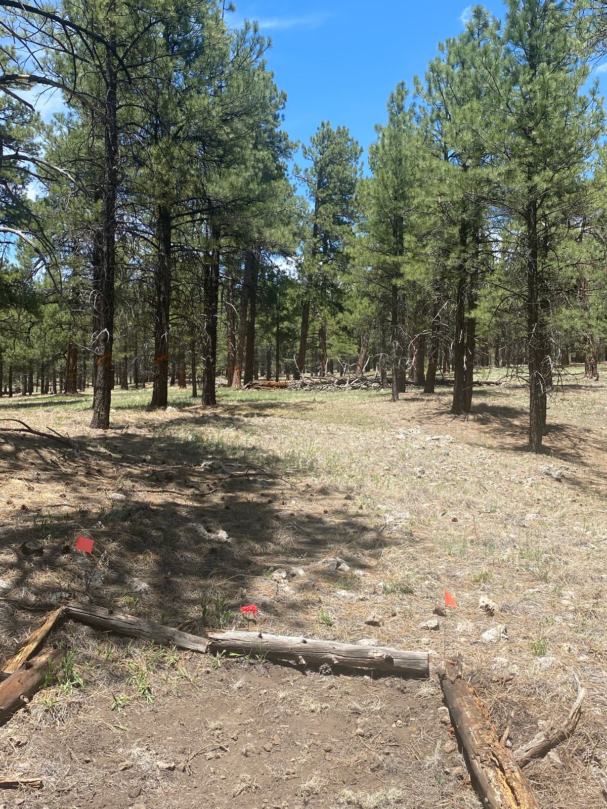 Hole 4. Dogleg left with mando to the right of tree about 80 feet off tee pad