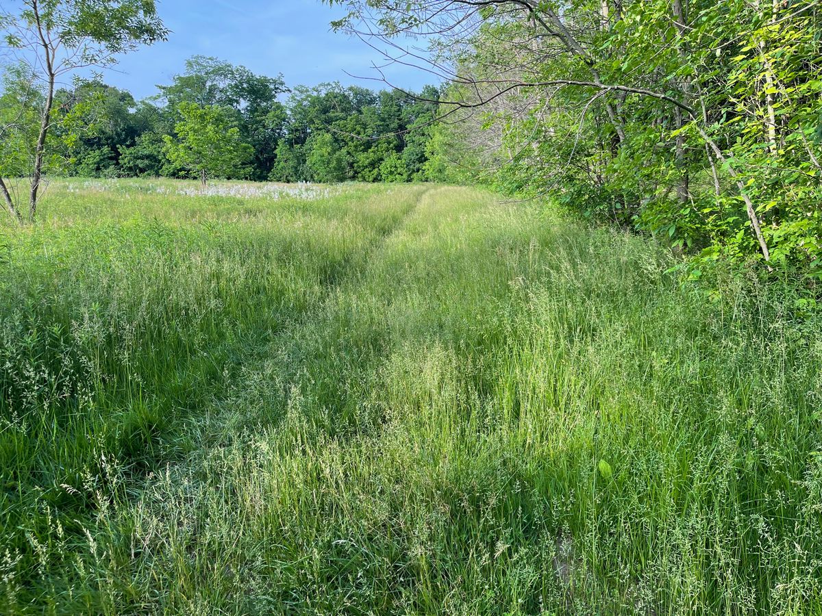 Hole 8. These weeds are 10 to 48 inches high.