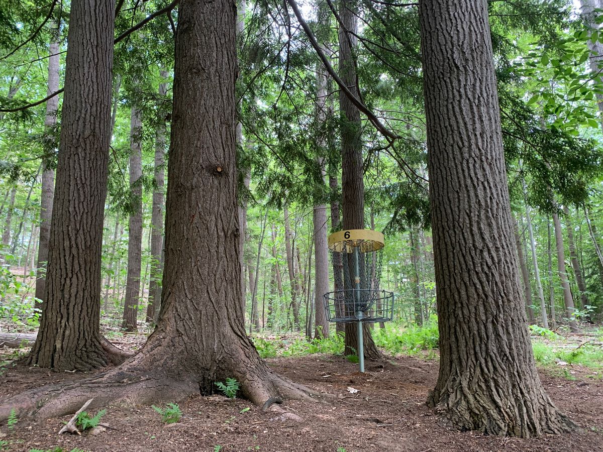 Hole 6 - Fern Gully basket