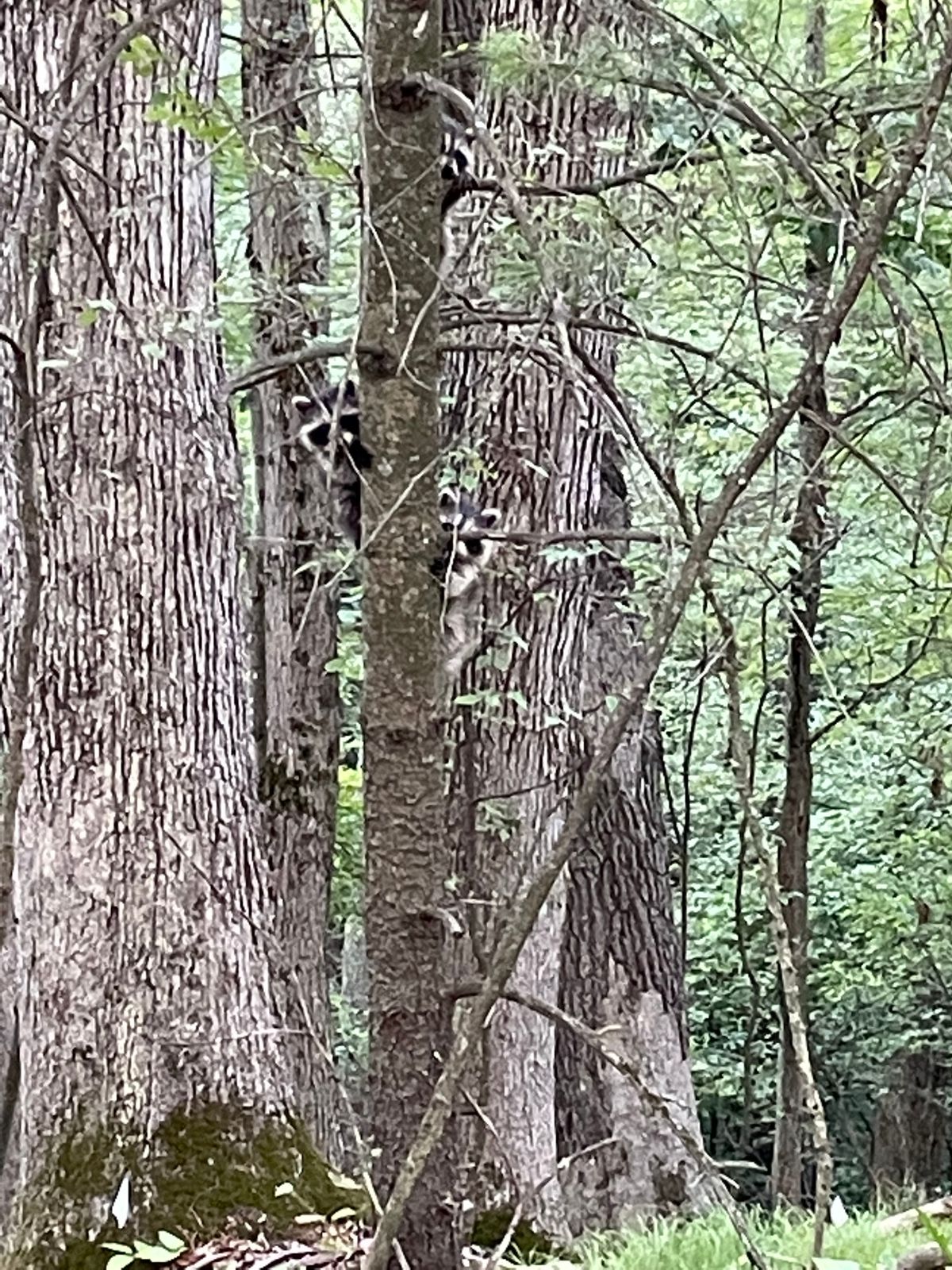 Lively with wildlife!