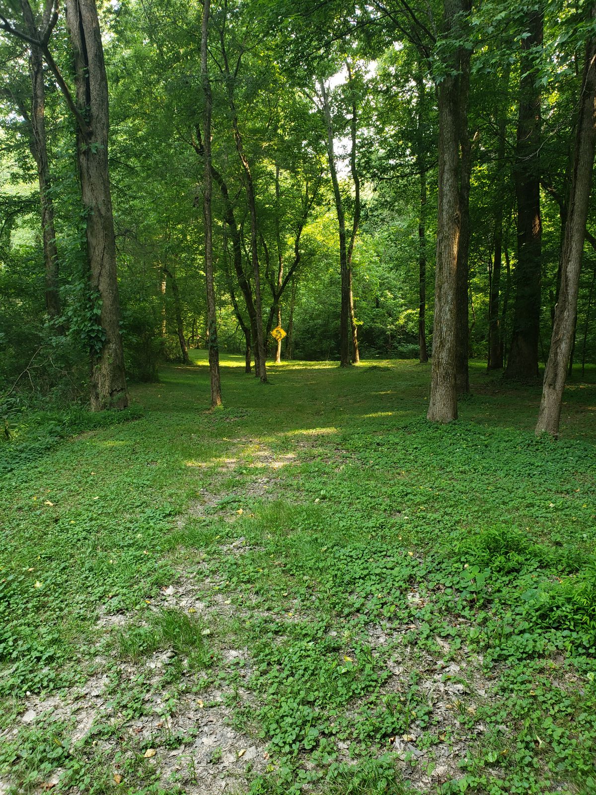 Hole 5 from the tee pad. A dog leg left shot with the tar river on your left and a creek sneaking up on the right about half way down the fairway. Leading to a hanging basket on a tight green at the confluence of the creek and the river.