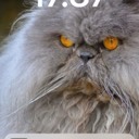 perserkatze