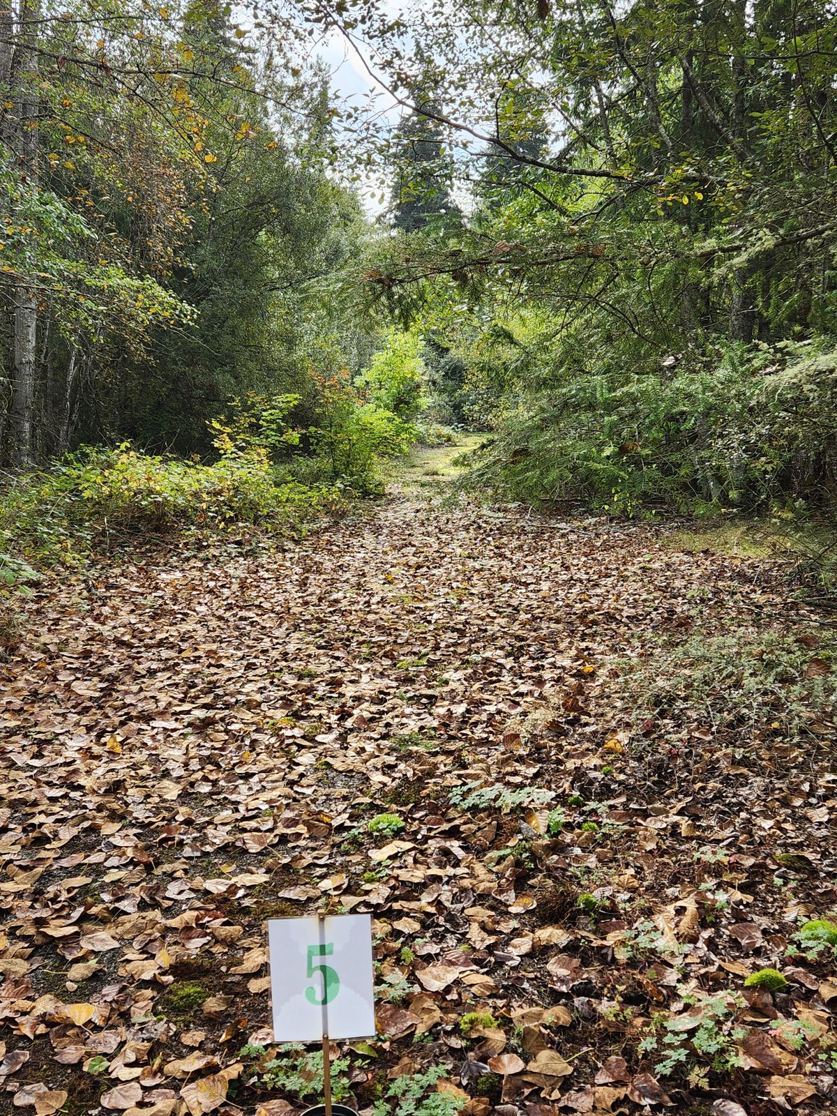 Hole 5