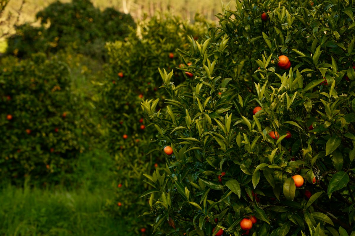 You can pick mandarines between hole 7 and 8!