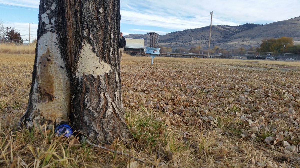 Lakeview rock hidden behind 1