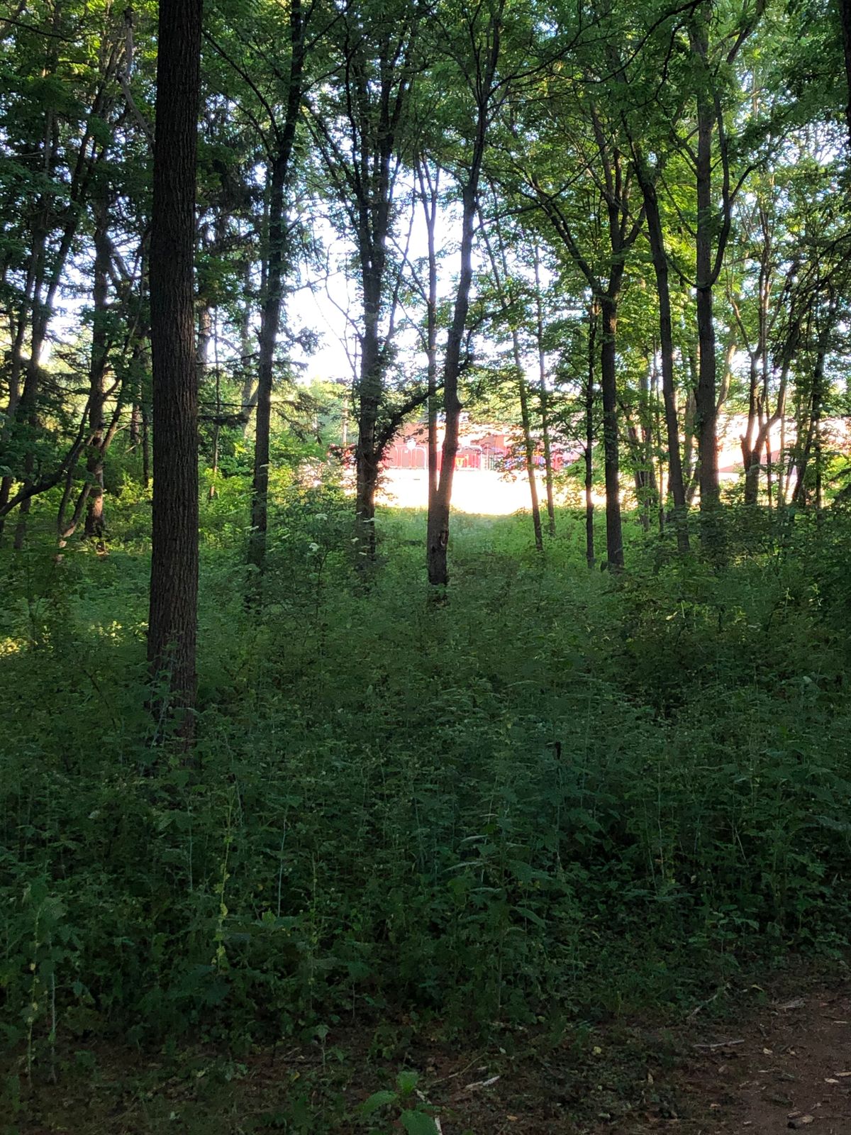 Hole 9,  190’ hole or walk thru brambles