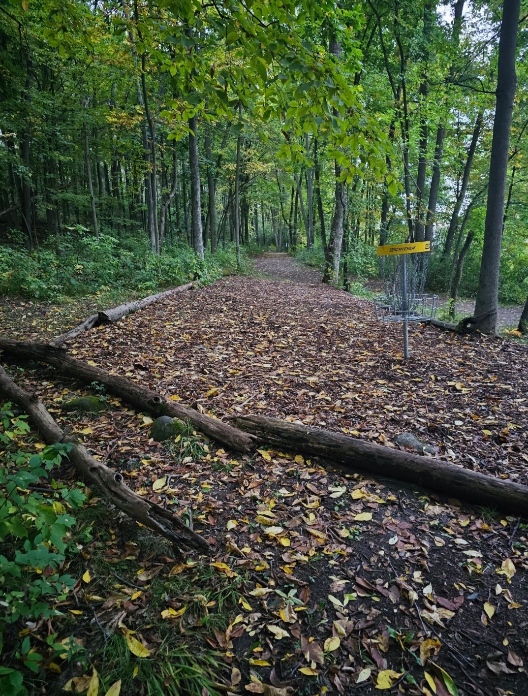 Hole #3 from the basket