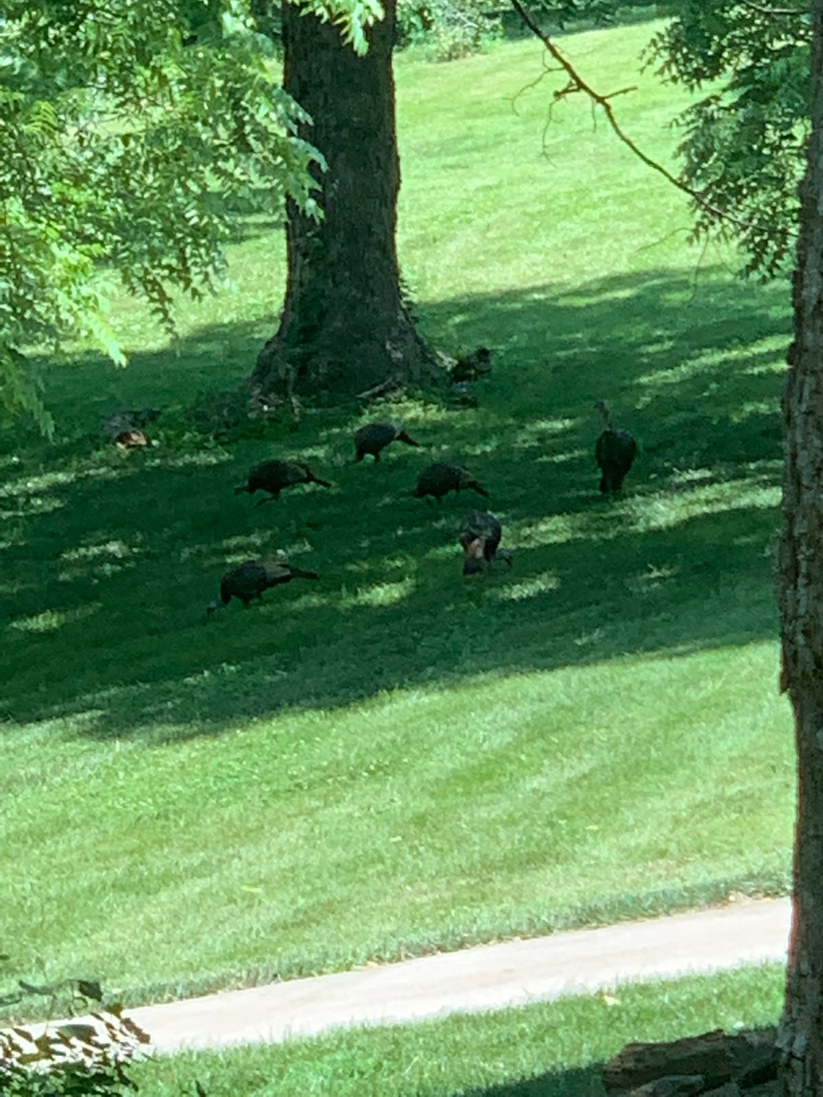 Baby turkeys