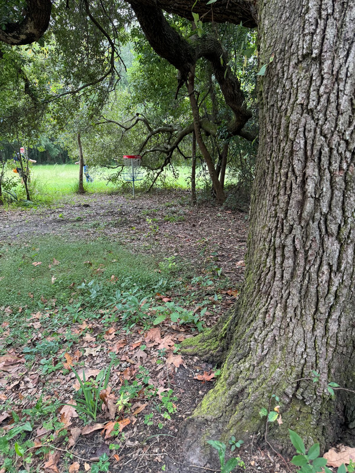 Hole 5 basket