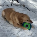 chadog