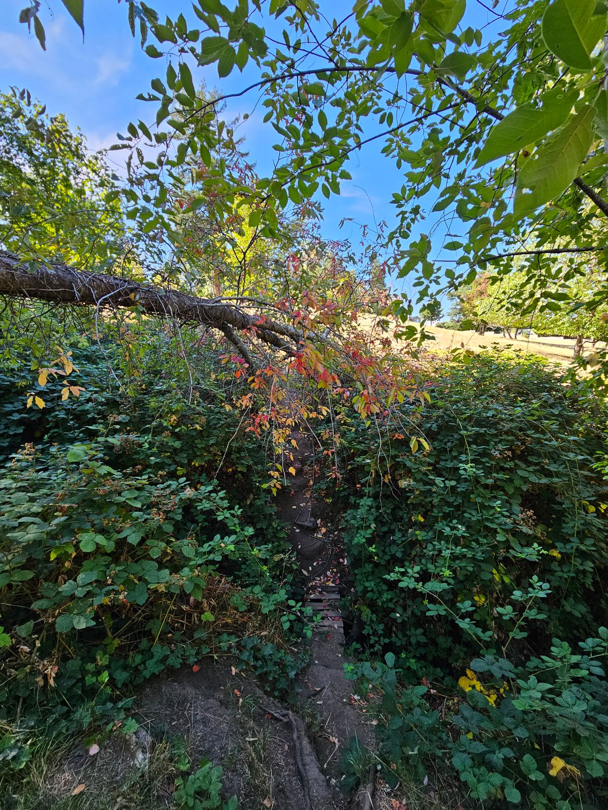 Fairway bridge on hole 8