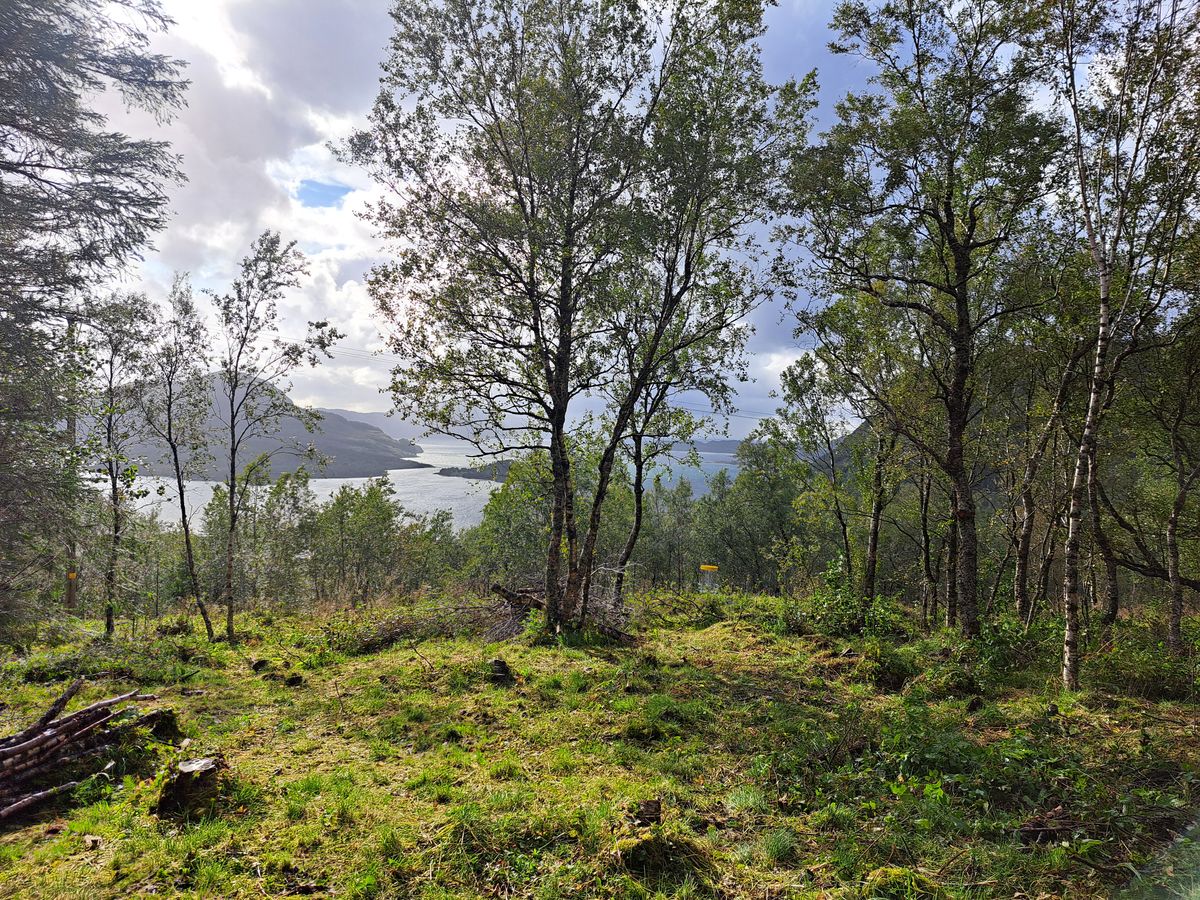Området rundt kurv 7. Kanskje signaturkurven til banen? Enda litt jobb igjen med rydding og skoging