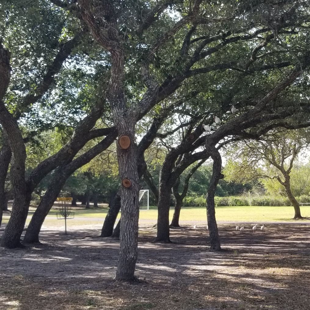 Three ibis in the tree, flock spectating on the ground on hole 5.