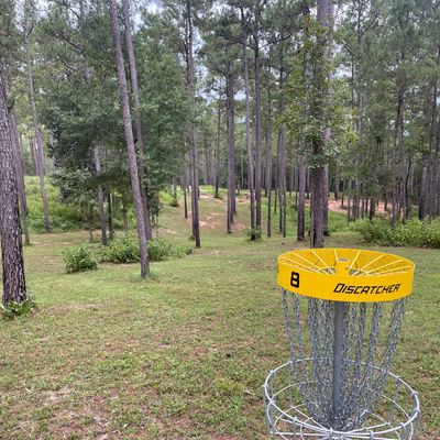 Hole 8 gold basket looking back to tees