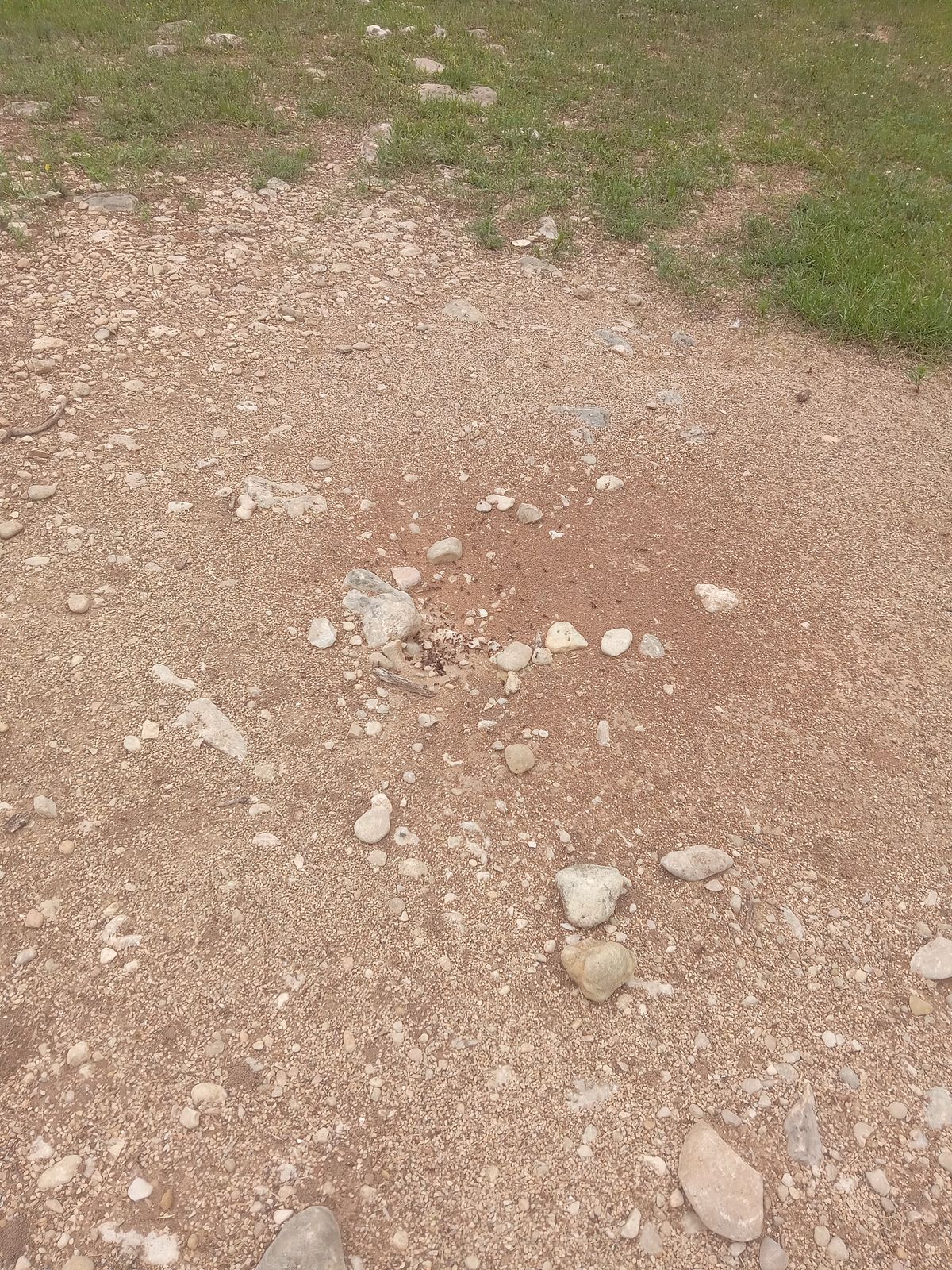 Fire ants on hole 3 proceed with cation
