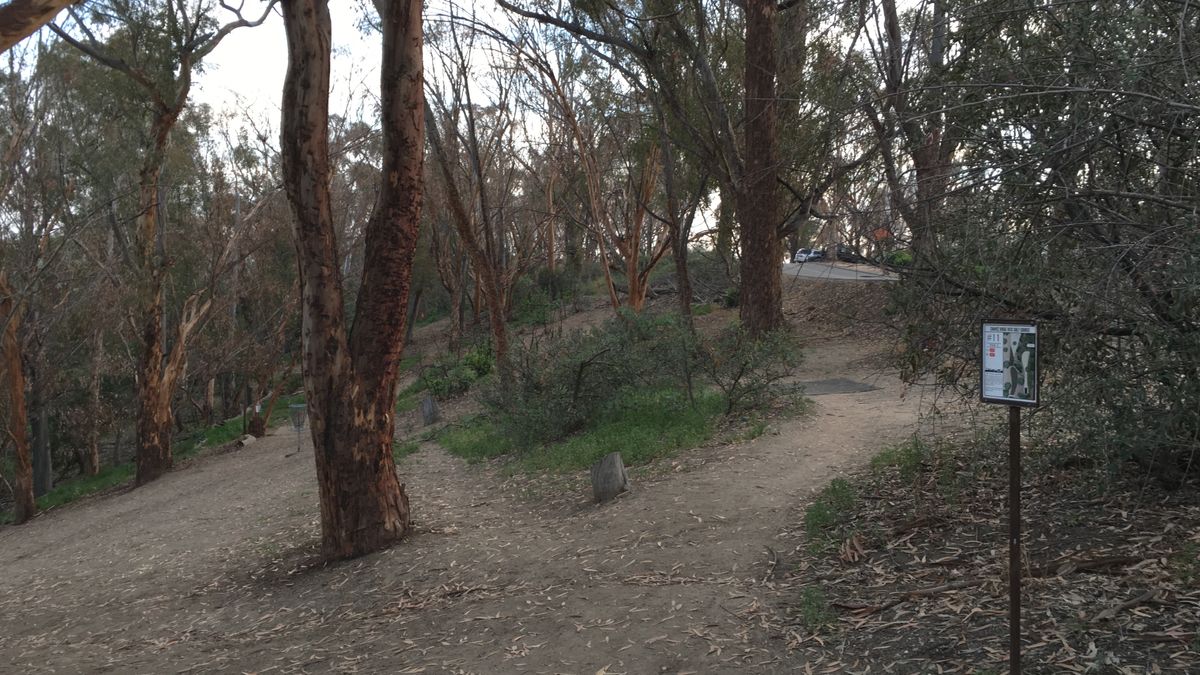 Before the trees came out 2016