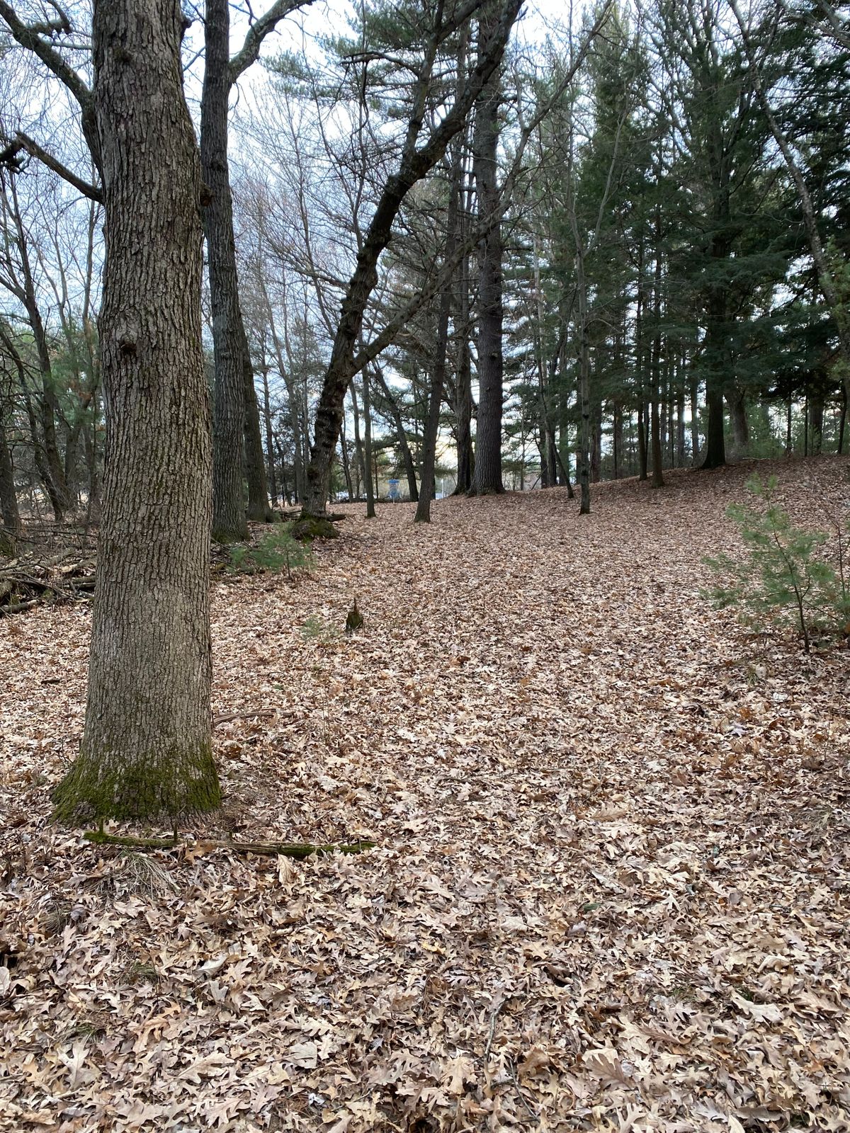 Hole 13 fairway view of basket
