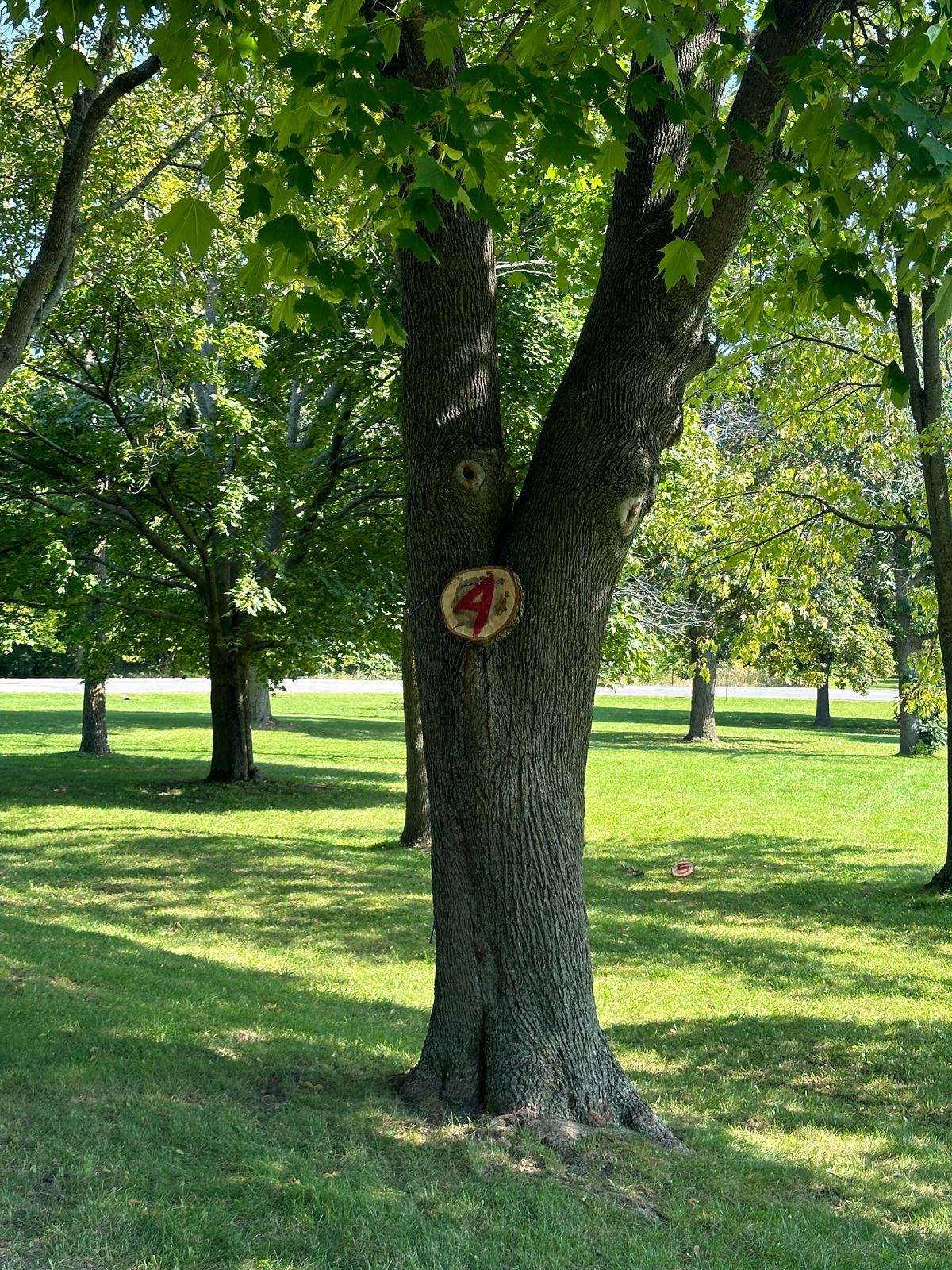 Tree target of 4