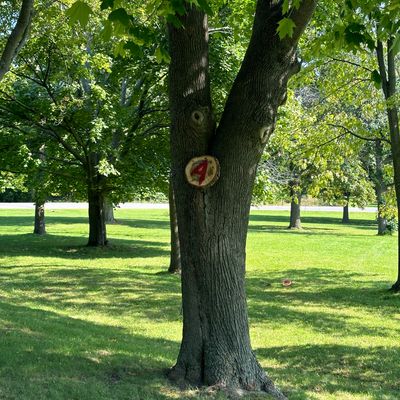 Tree target of 4