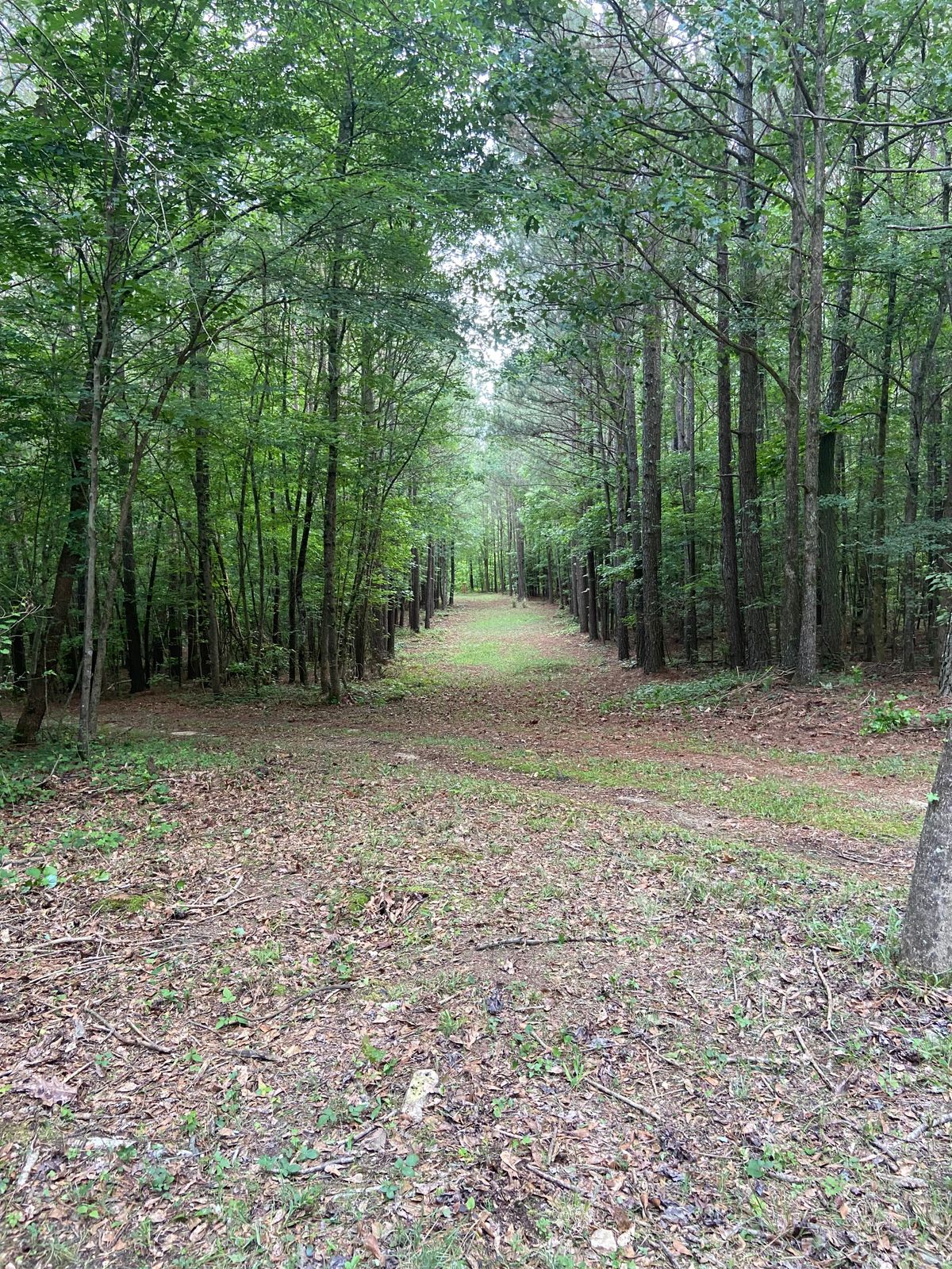 Fairway of Hole 1