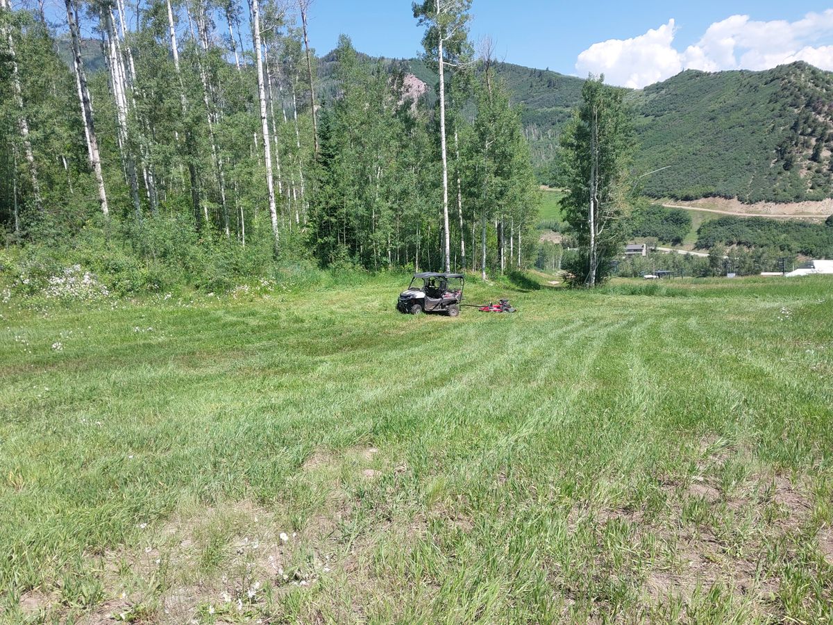 Tall grass destroyed