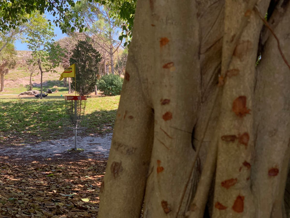 Beautiful trees.