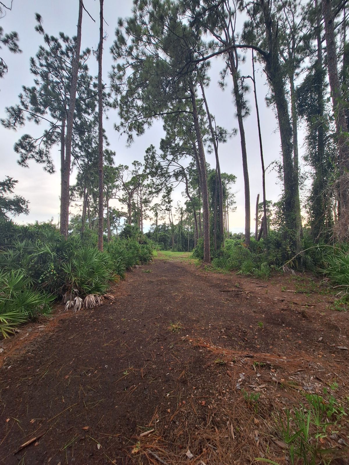 Hole 6 fairway looking towards pin
