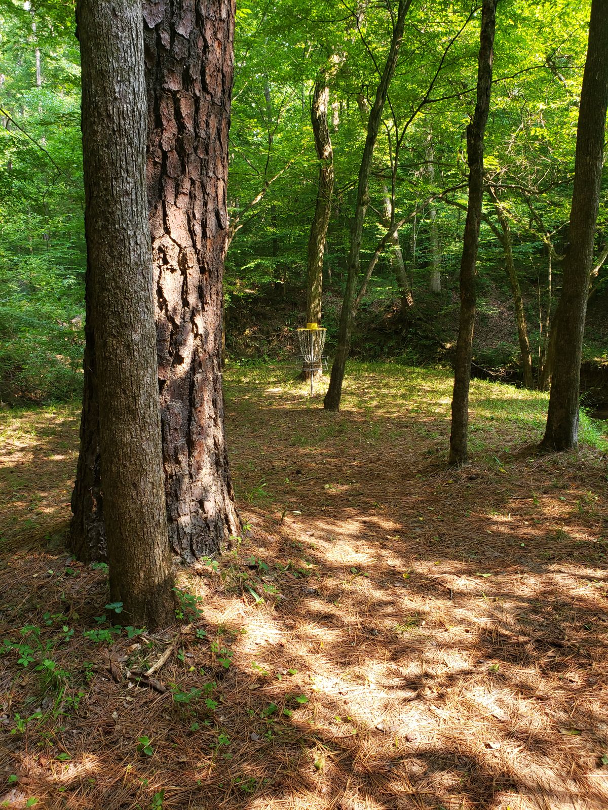 Hole 7 basket