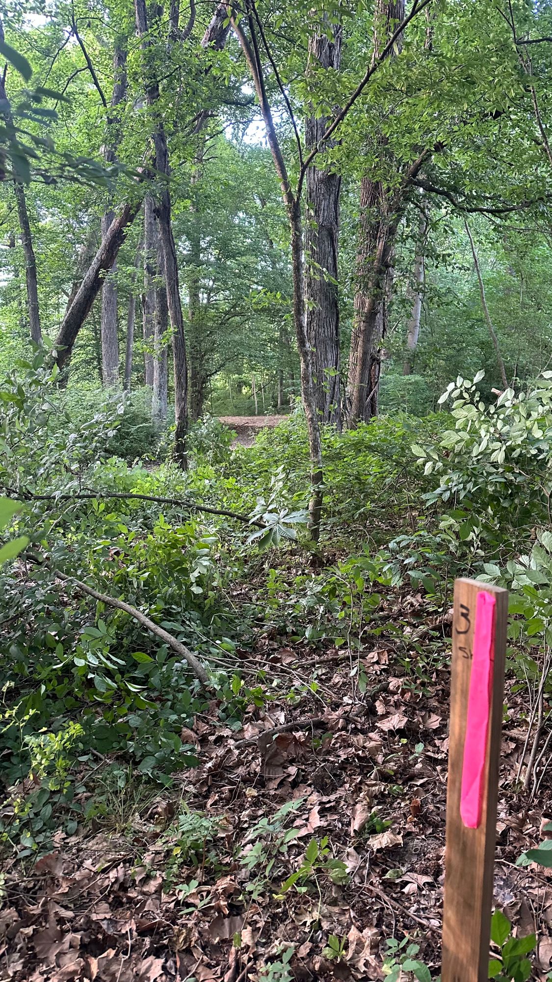 Hole 3 Short Teepad
Throw through the 2 trees and fade right
Potential skip play
(Need bush-hogged)