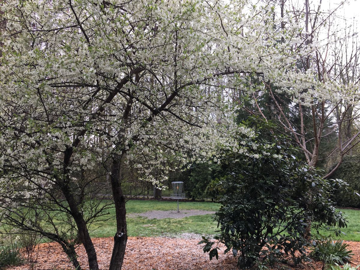 Hole 1 is lovely in springtime