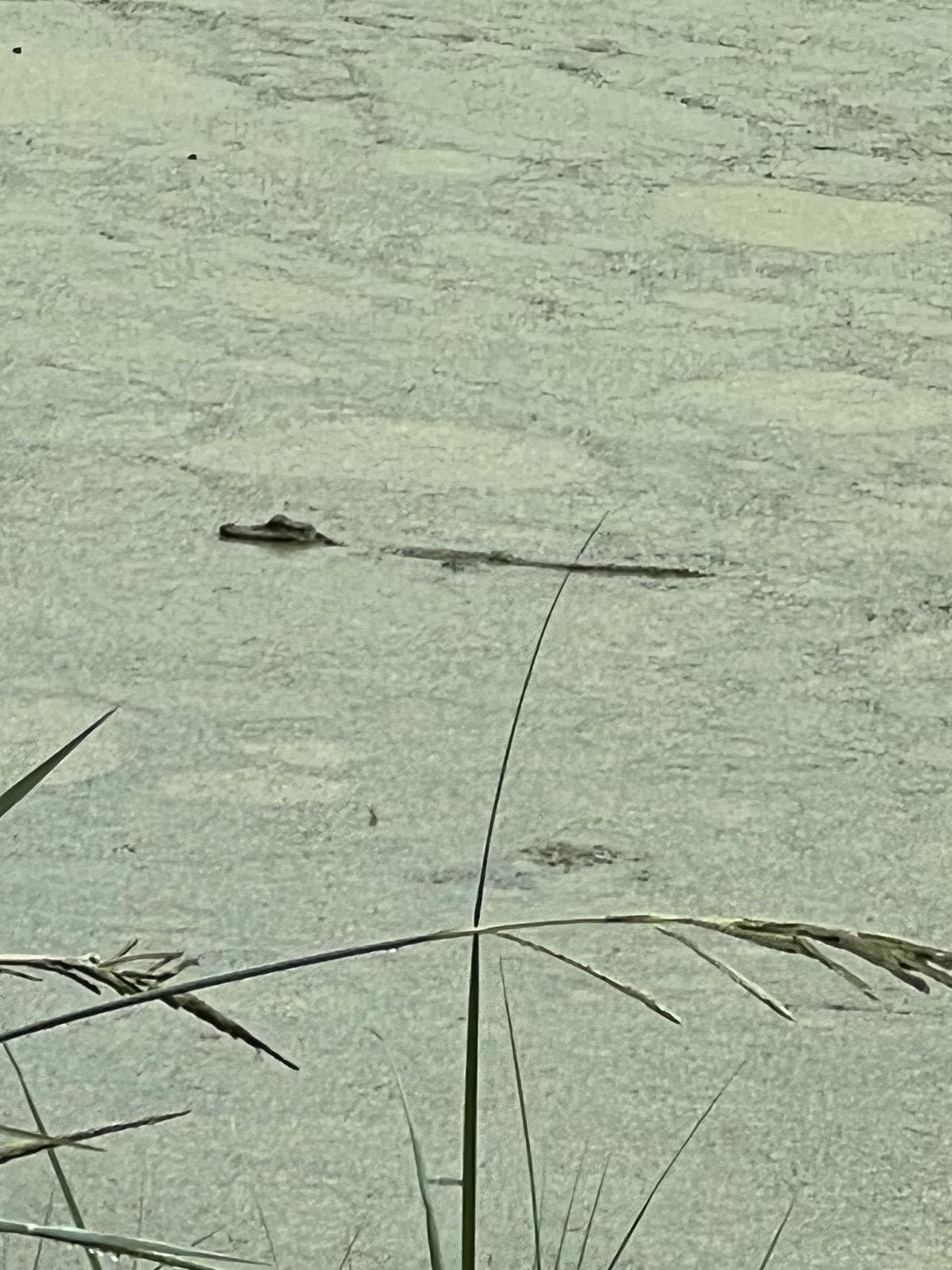 Baby gators near 16