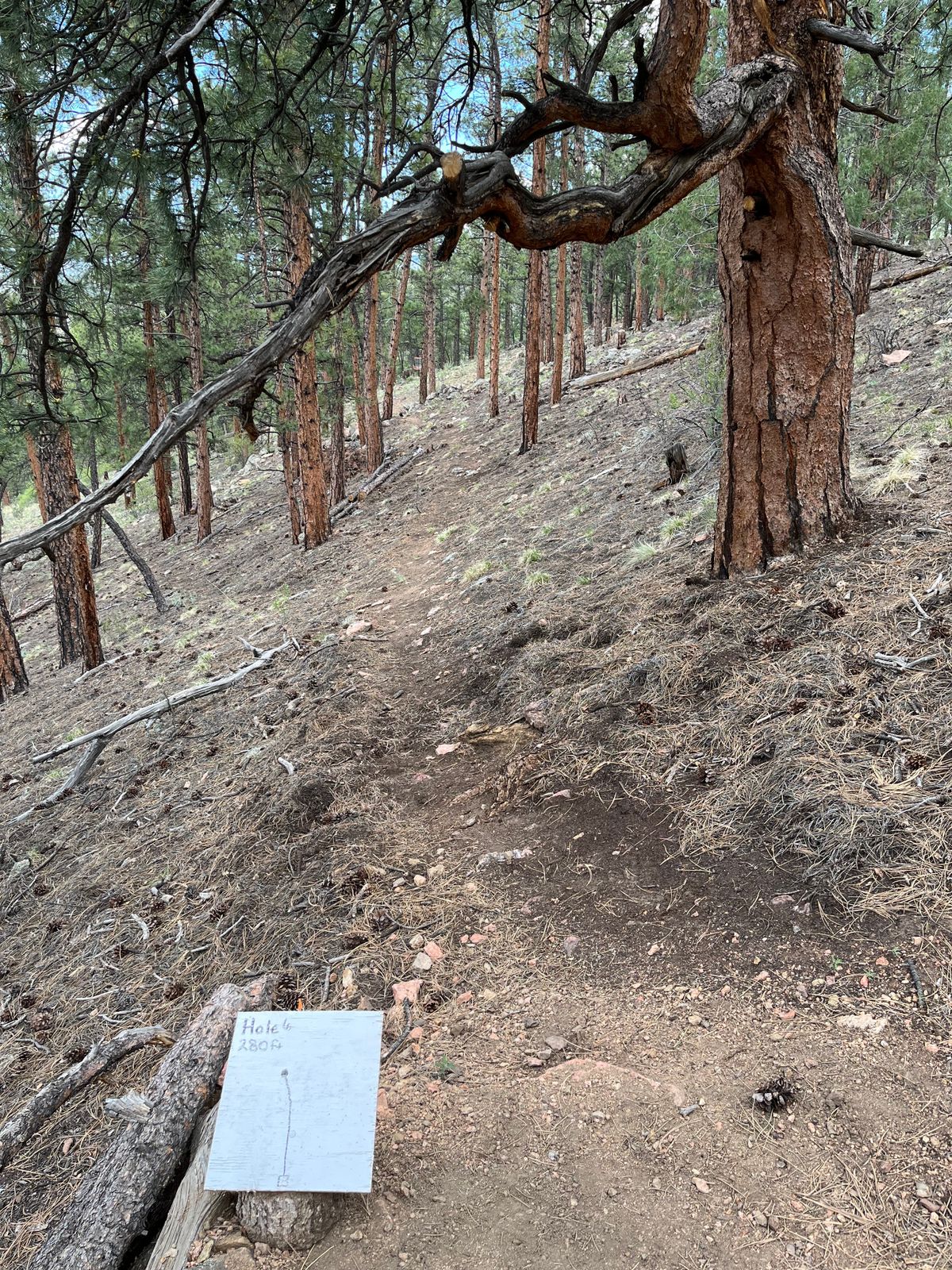 This tree is shorter than it seems.