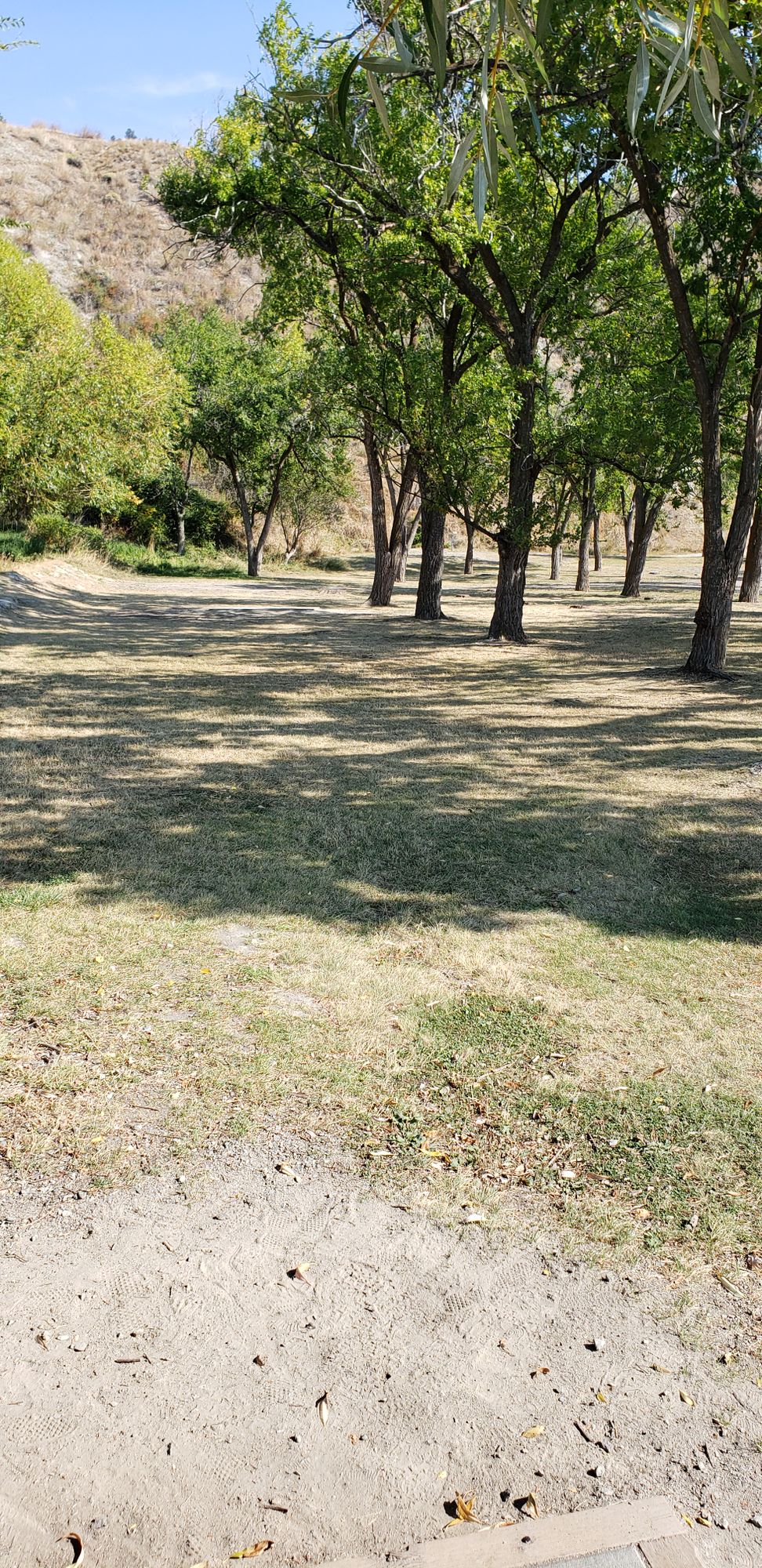 The woods