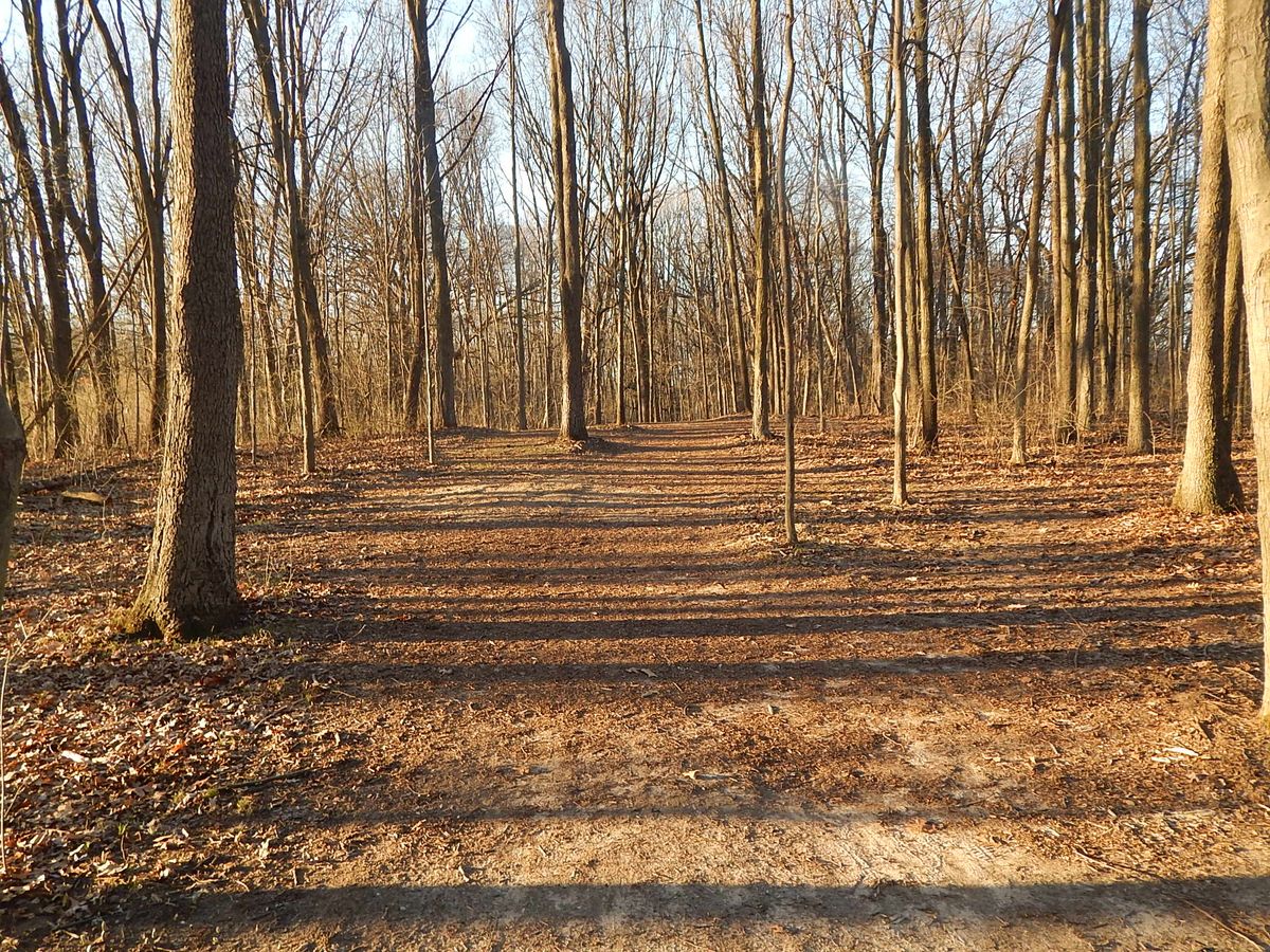 Hole 6 fairway, basket to the right slightly downhill