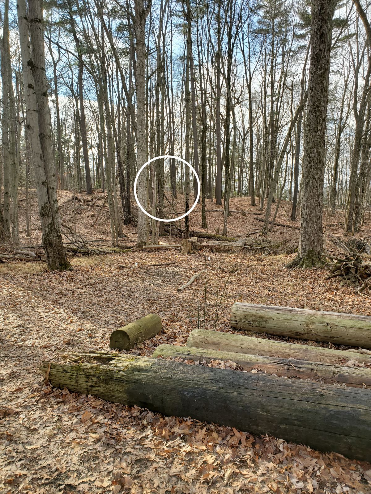 Hole 14 is a very wooded course, but madlads may opt for the alternate, smaller left gap.