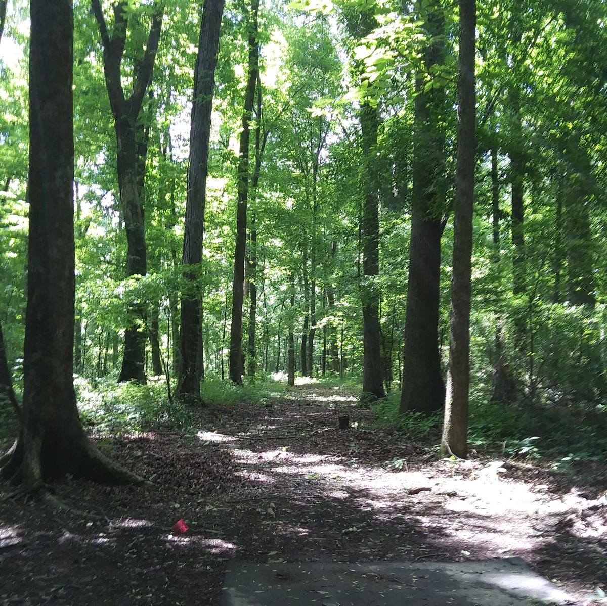 Hole 5's Tee pad.