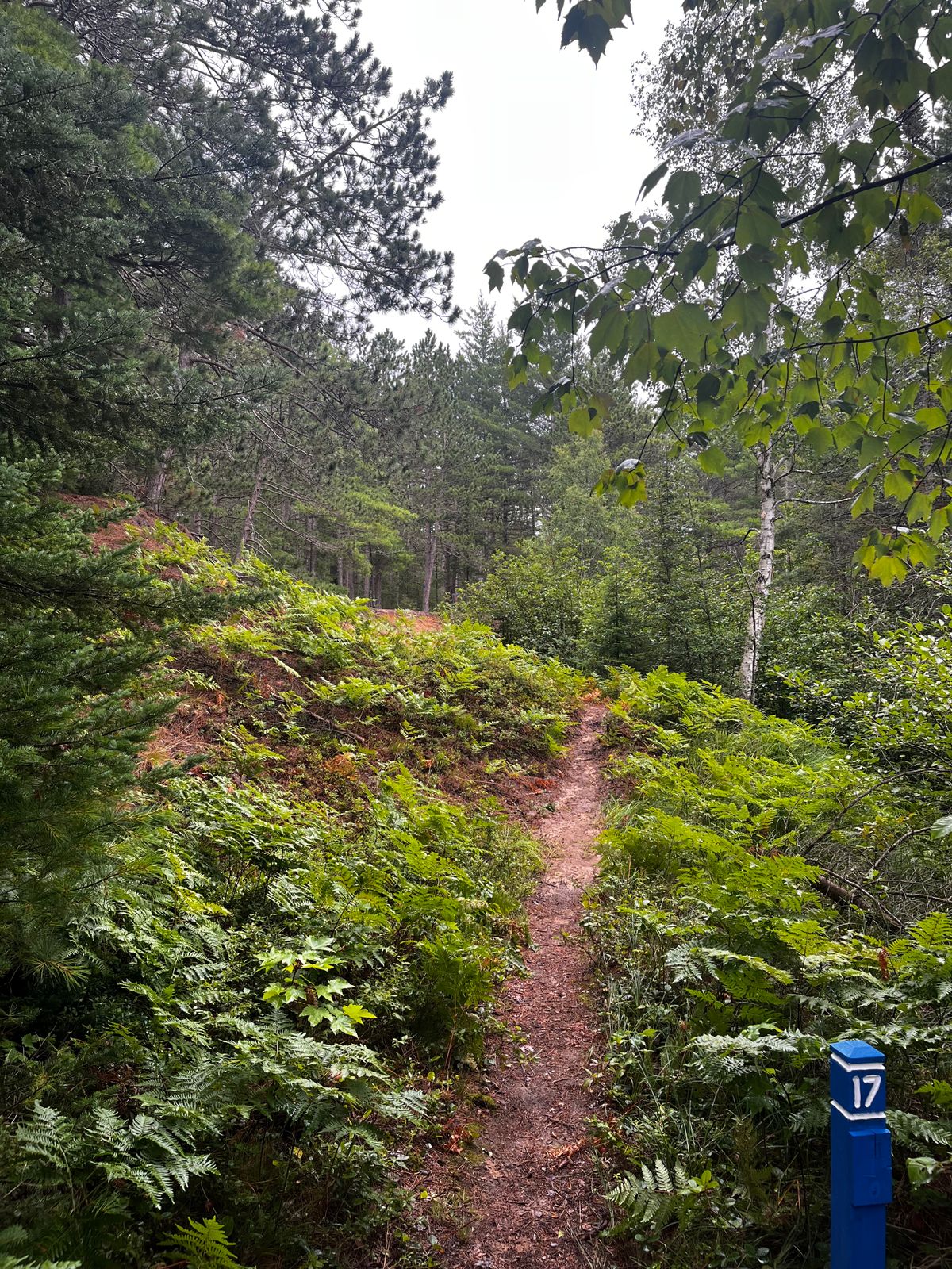 Hole 17. Long-ish uphill shot. Keep to the left, the brush on the right is impenetrable