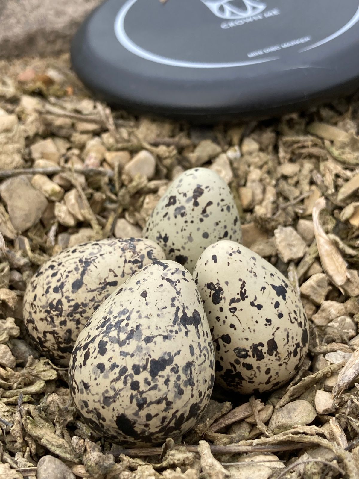 Dino eggs