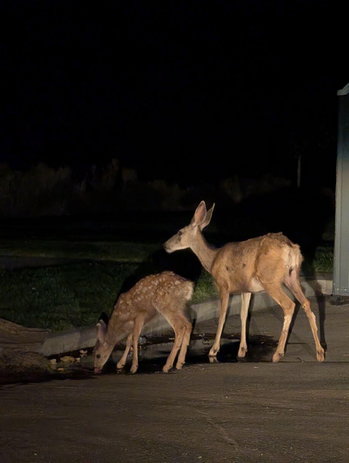 Couple deer in the evening drinking water at the top of the park.