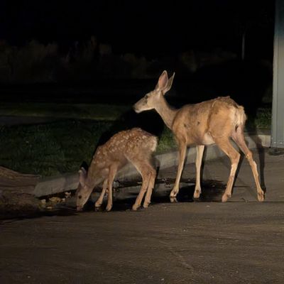 Couple deer in the evening drinking water at the top of the park.