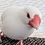 User avatar image
