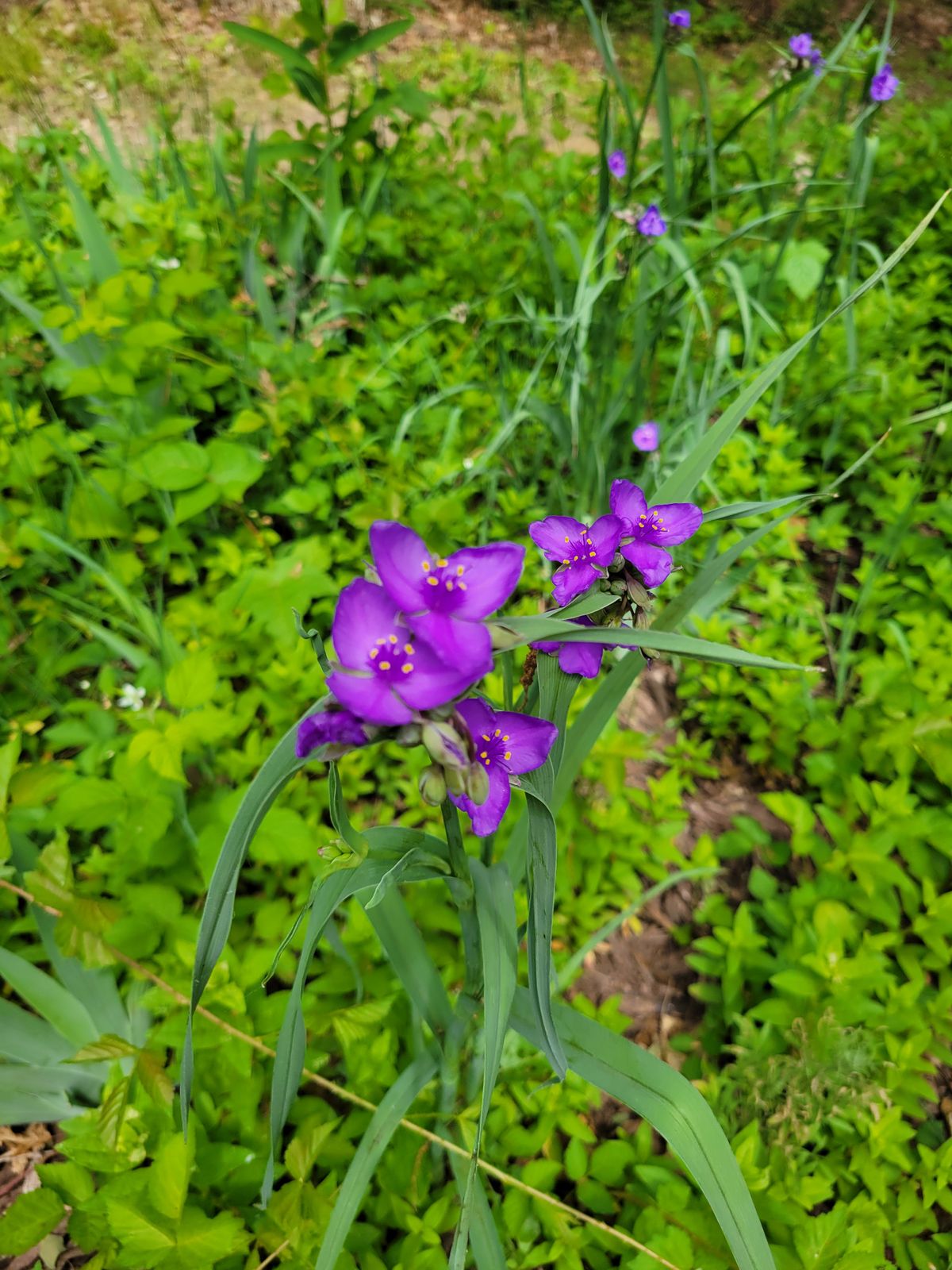 Flowers in 4s flower bed are blooming