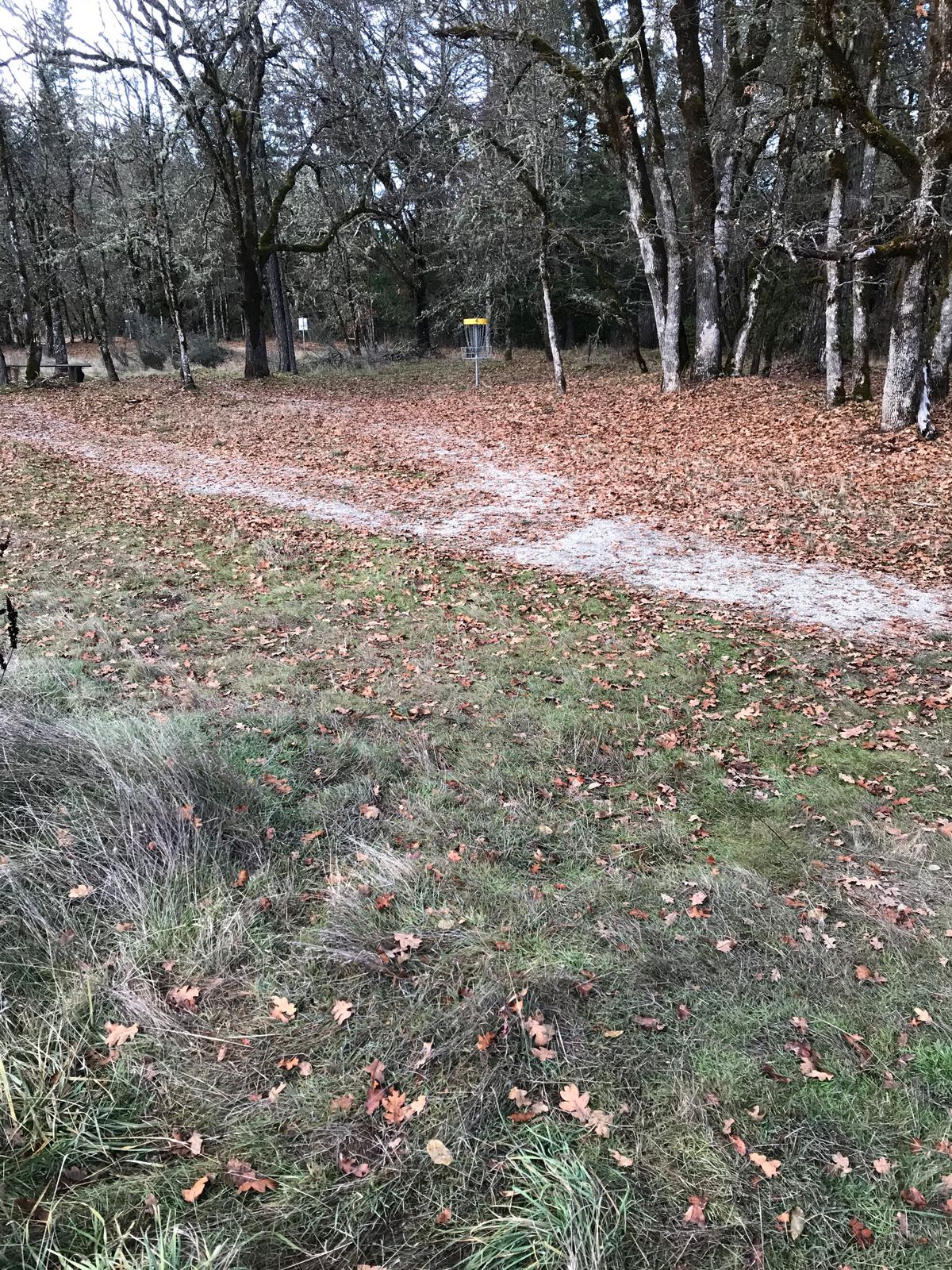Left side of fairway looking @ basket 6...mando tee shot shapes around trees so common to be left