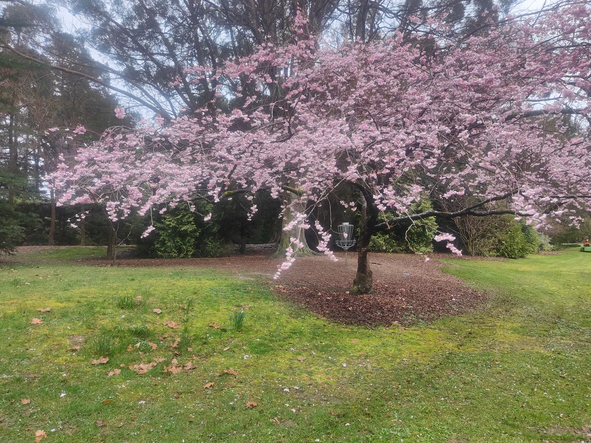 Blossom Tree Guarding Hole 15