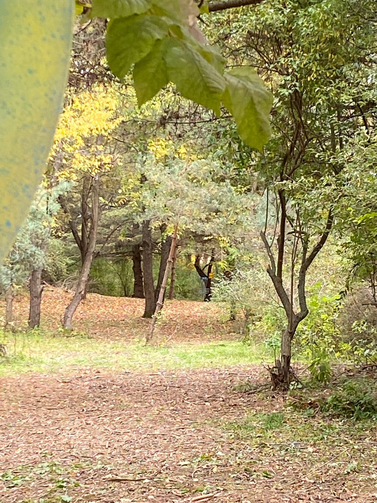 Hole 5 view of basket