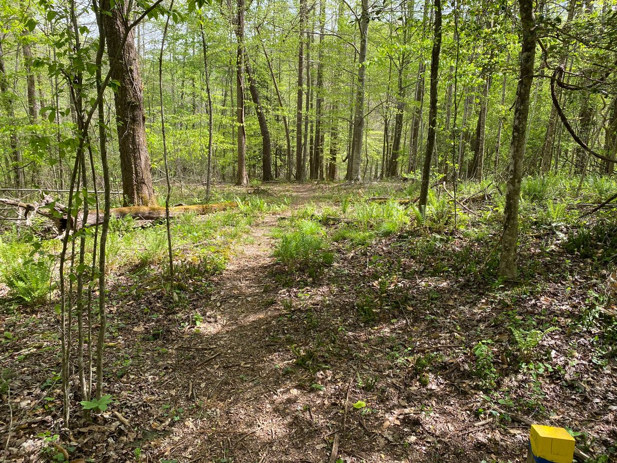 Hole 14.  Straight then downhill to the basket. Several trees.