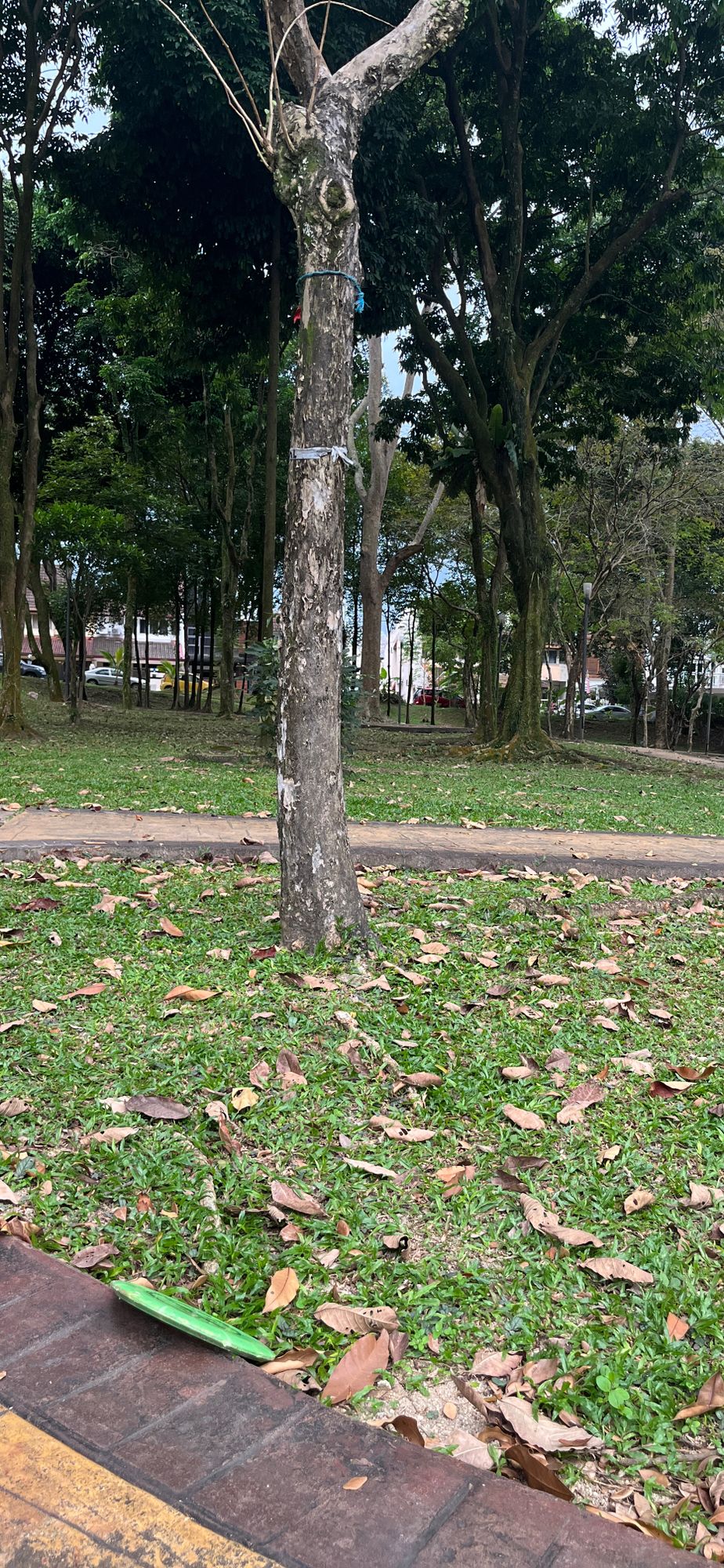 Tree targets